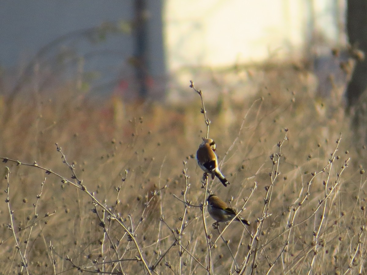 European Goldfinch - ML200238181