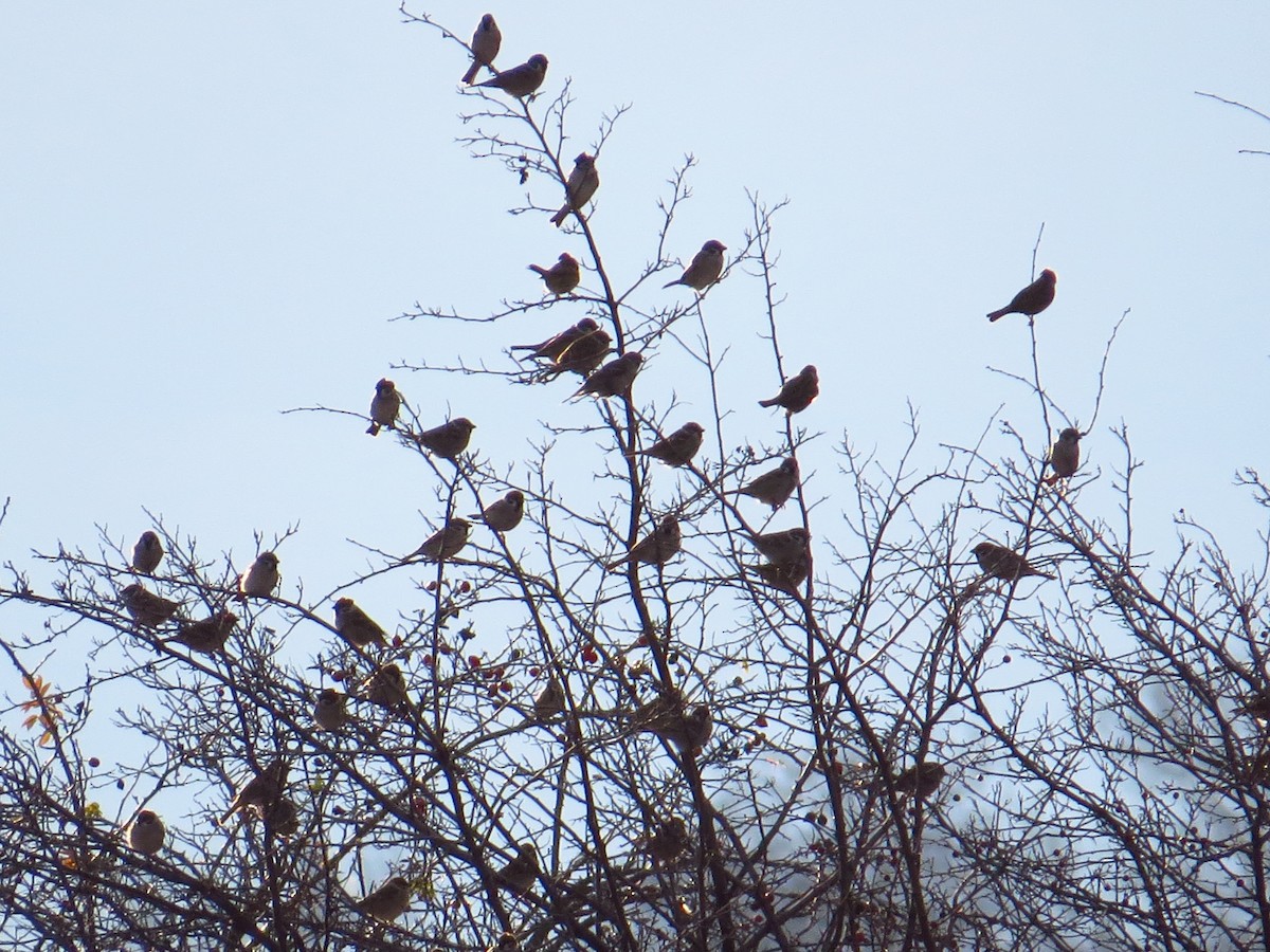 Eurasian Tree Sparrow - ML200238211