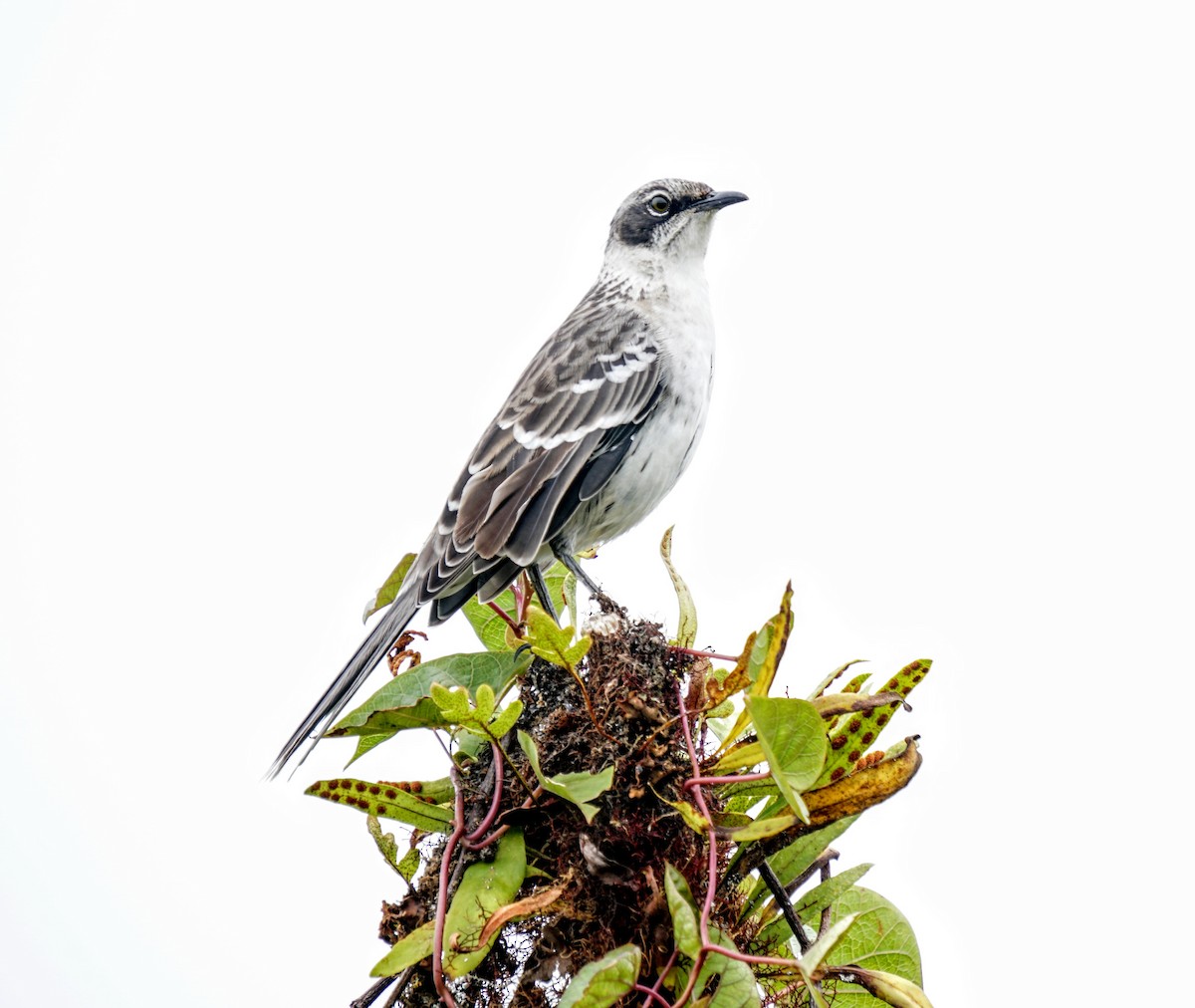 Galapagos Mockingbird - ML200238831