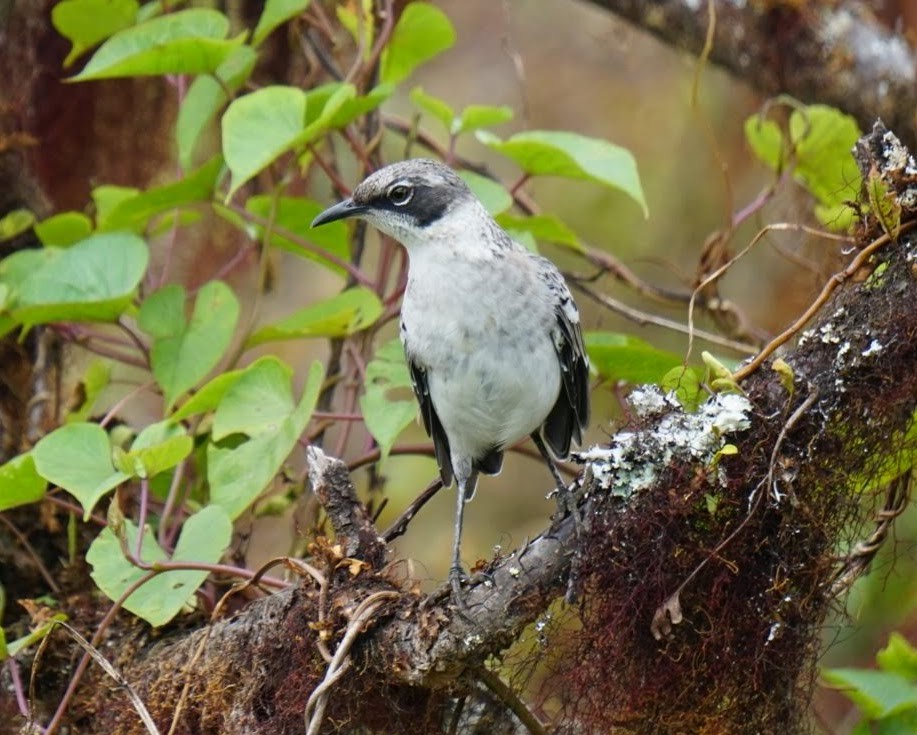 Galapagos Mockingbird - ML200238951