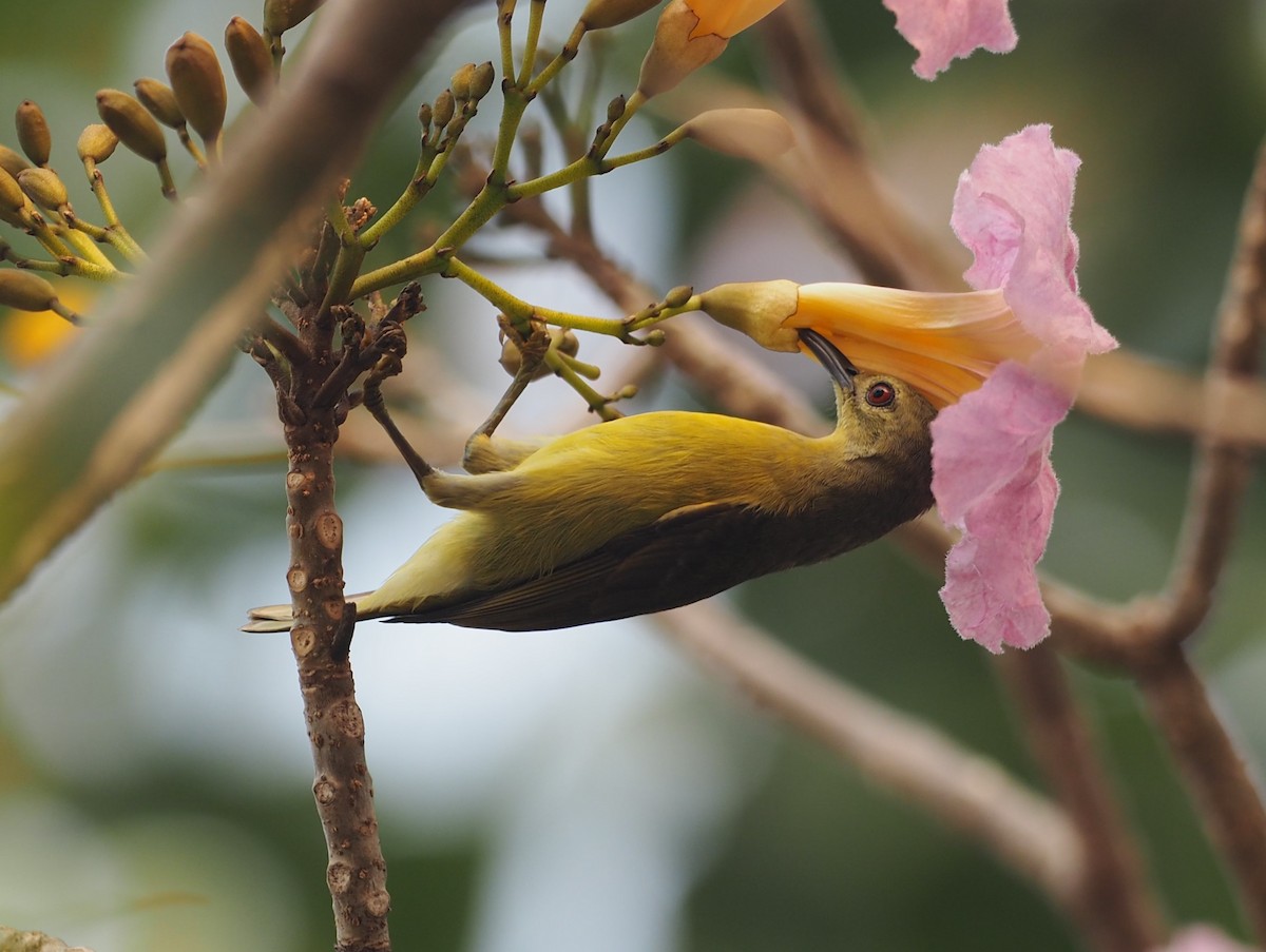 Brown-throated Sunbird - ML200238961