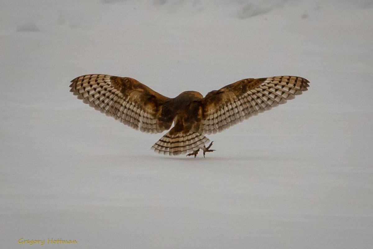 Barn Owl - ML200240371