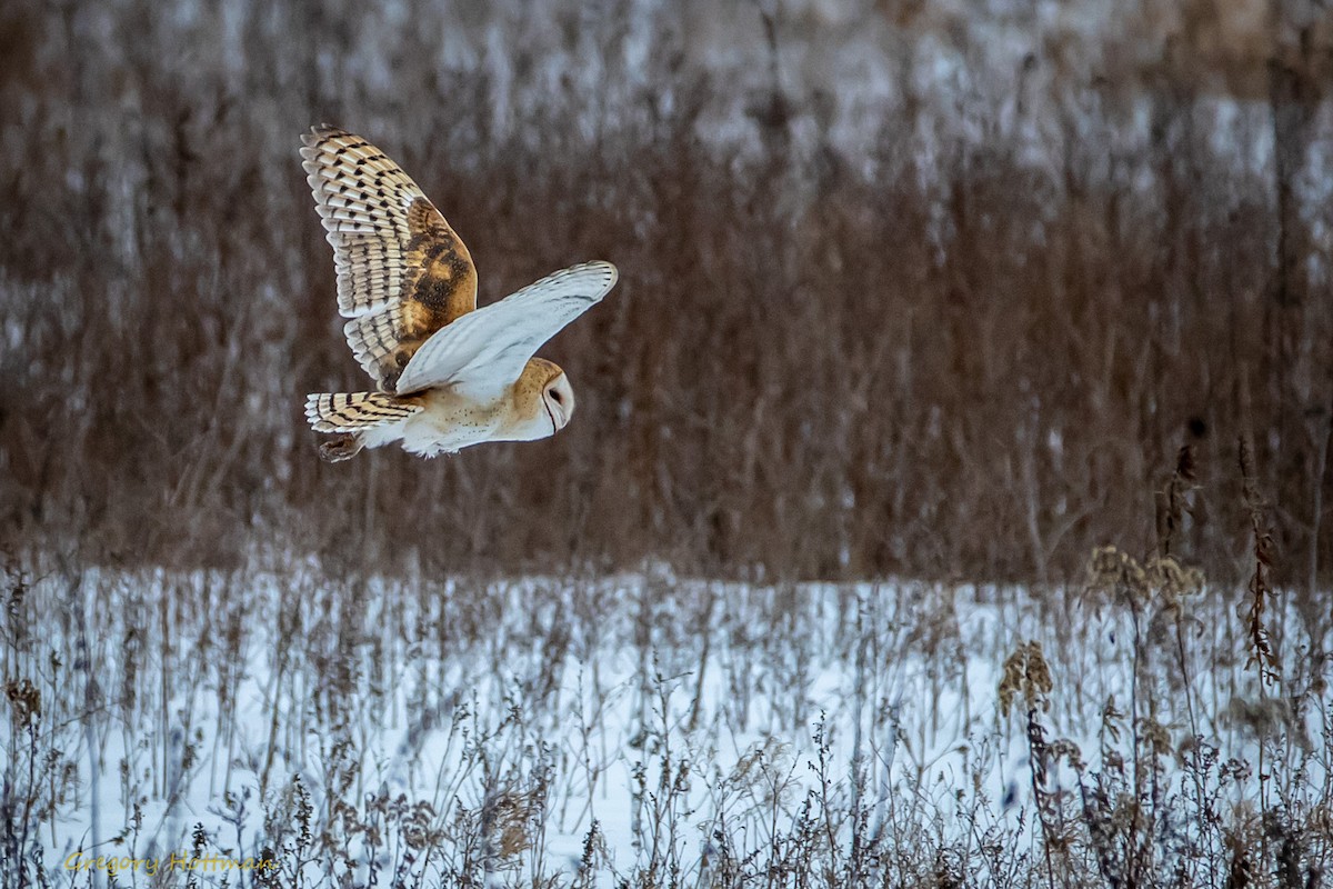 Barn Owl - ML200240381