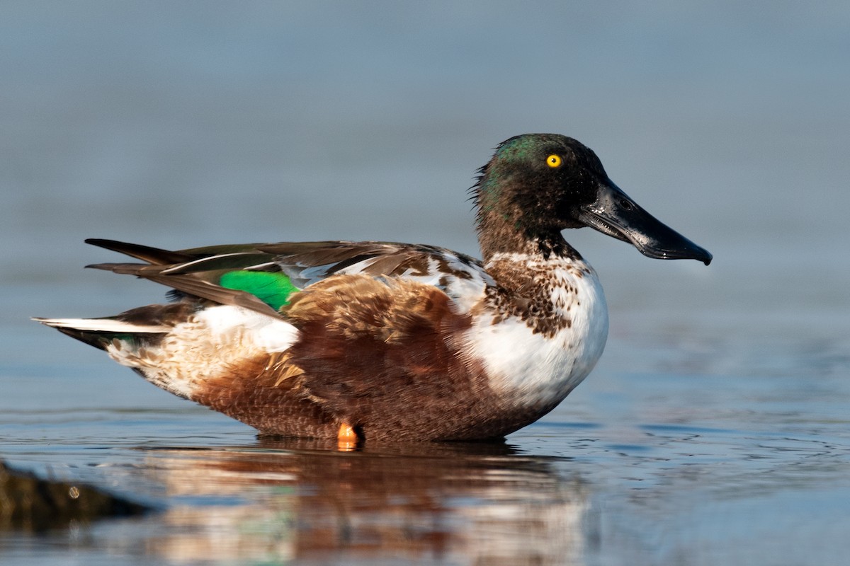 Northern Shoveler - ML200241411