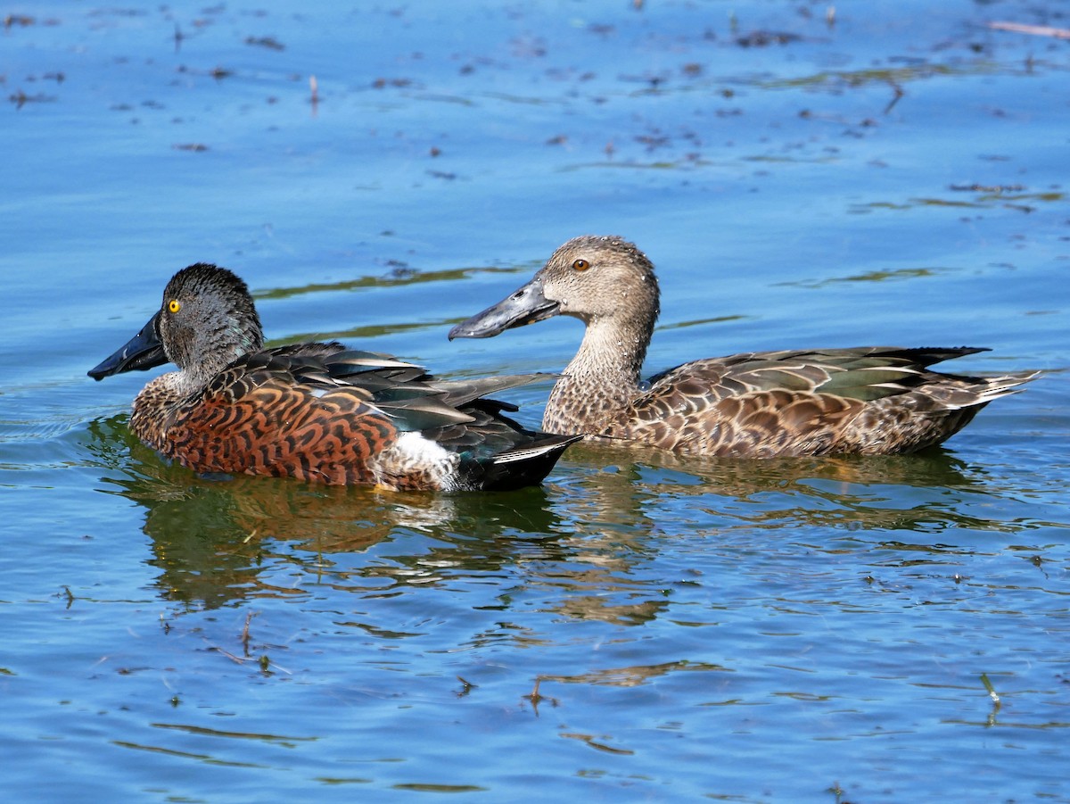 Australasian Shoveler - Shelley Altman