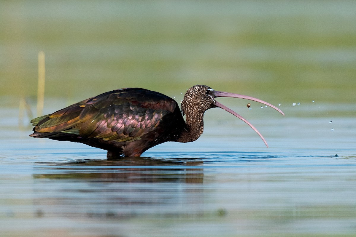 Glossy Ibis - Alok Katkar