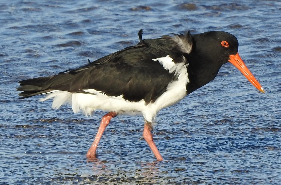 Pied Oystercatcher - ML200242131