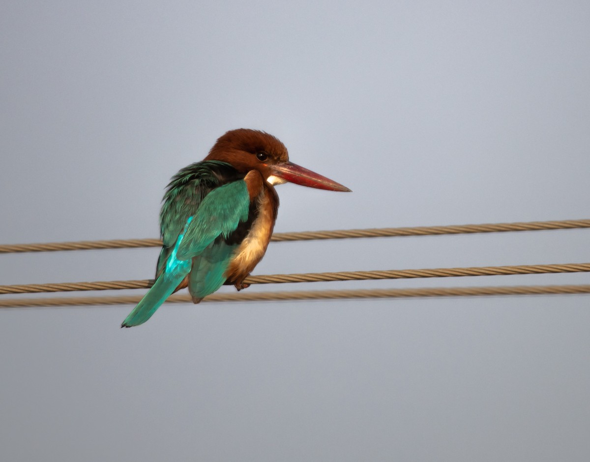 White-throated Kingfisher - Tejas Kulkarni