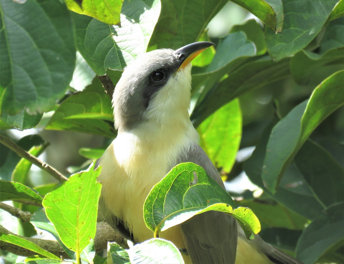 Mangrove Cuckoo - Matt Kelly