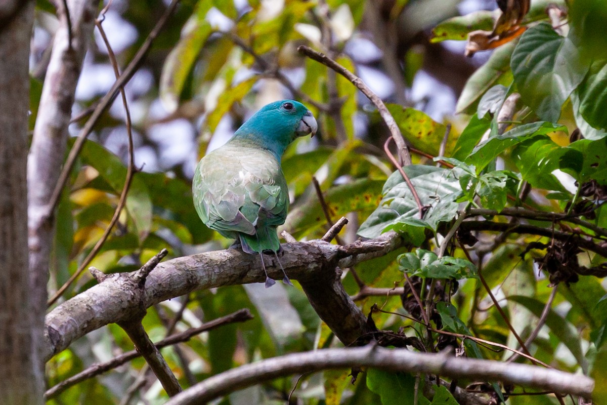 Blue-headed Racquet-tail - Brad Argue