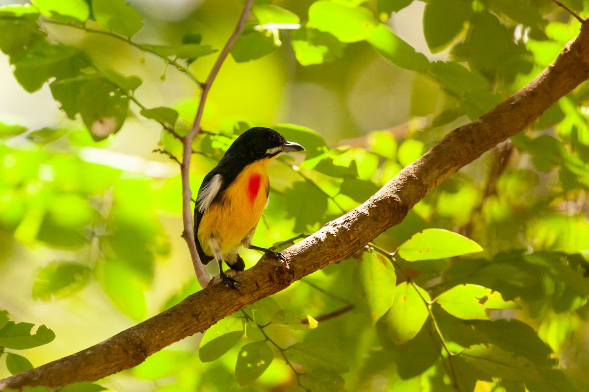 Palawan Flowerpecker - Brad Argue