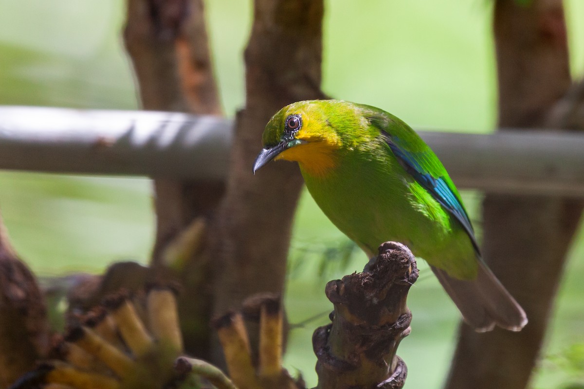 Yellow-throated Leafbird - Brad Argue