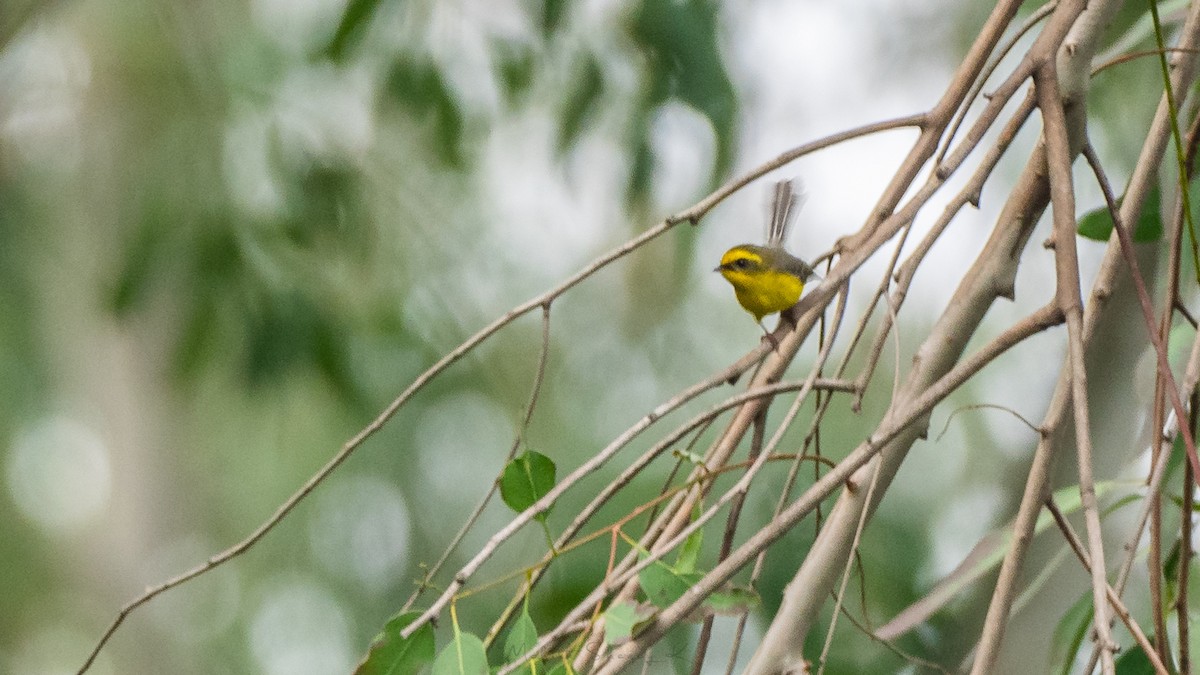 Yellow-bellied Fairy-Fantail - ML200246581