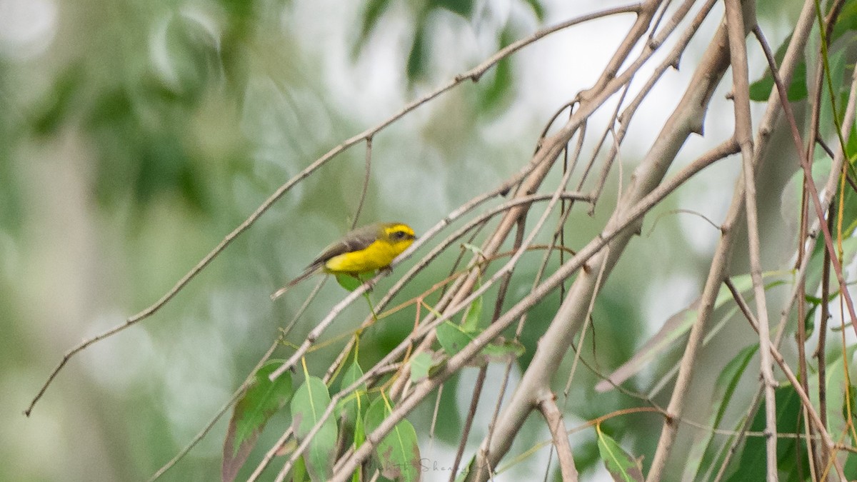 Yellow-bellied Fairy-Fantail - ML200246591