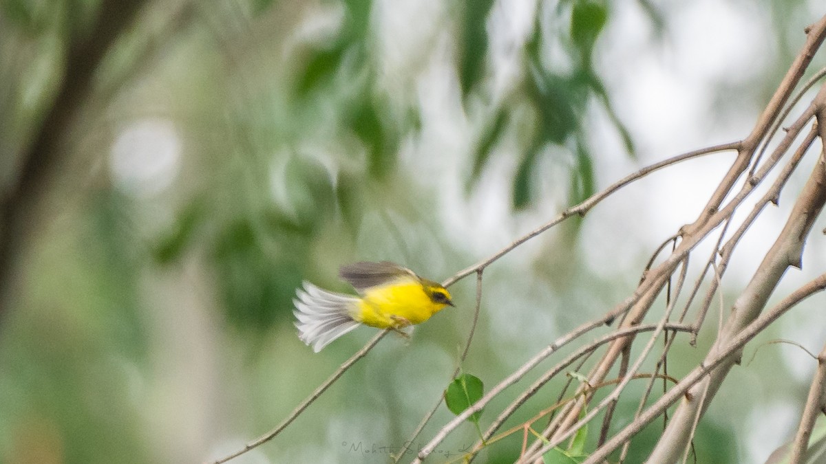 Yellow-bellied Fairy-Fantail - ML200246601