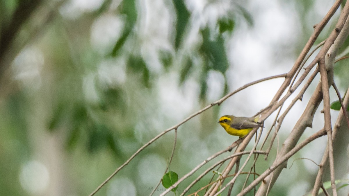 Yellow-bellied Fairy-Fantail - ML200246621