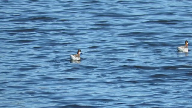 Red-necked Phalarope - ML200246801