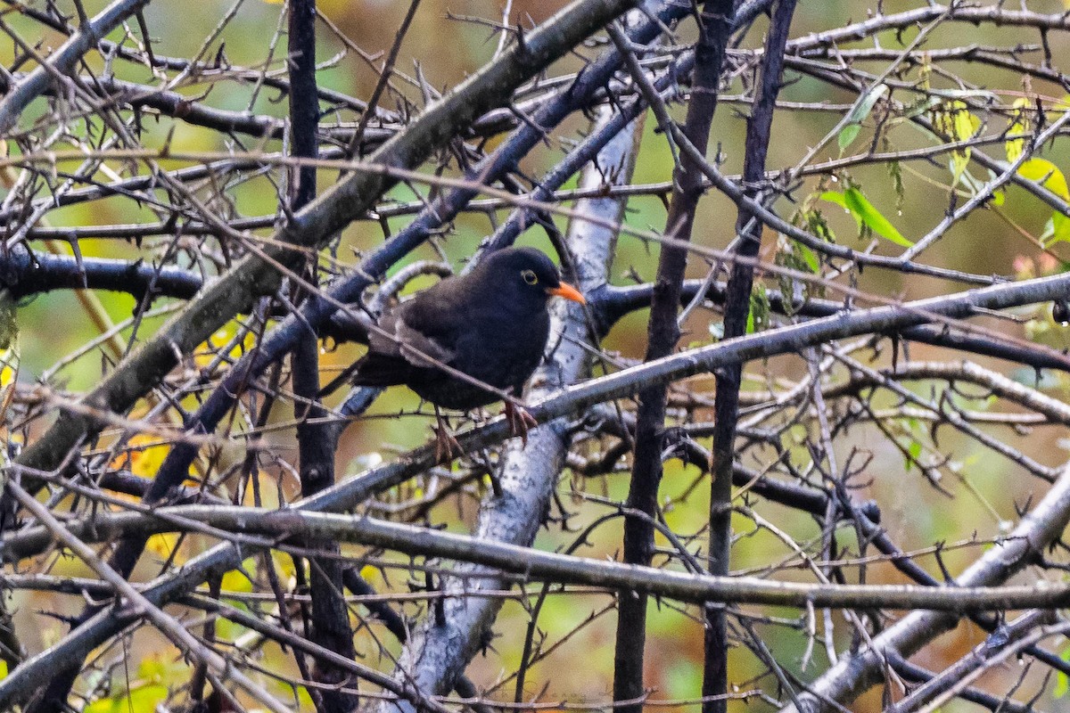 Gray-winged Blackbird - ML200249501