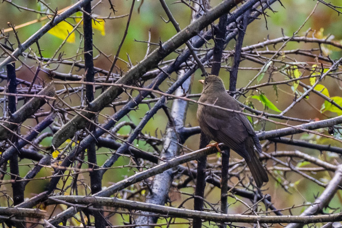 Gray-winged Blackbird - ML200249571