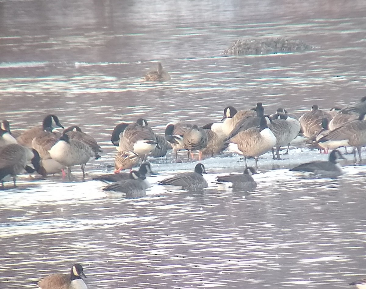 Greater White-fronted Goose (Greenland) - ML200252631