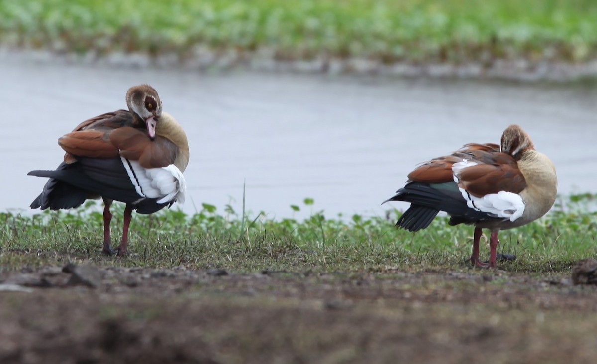 Egyptian Goose - ML200253201