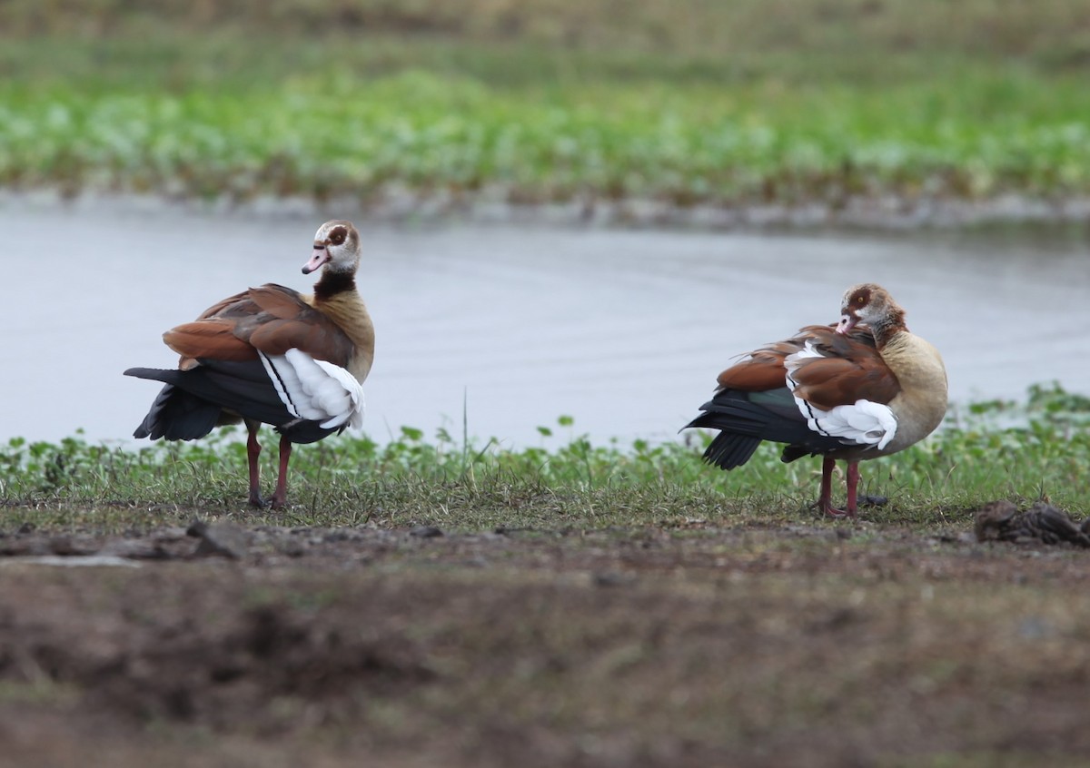 Nilgans - ML200253211