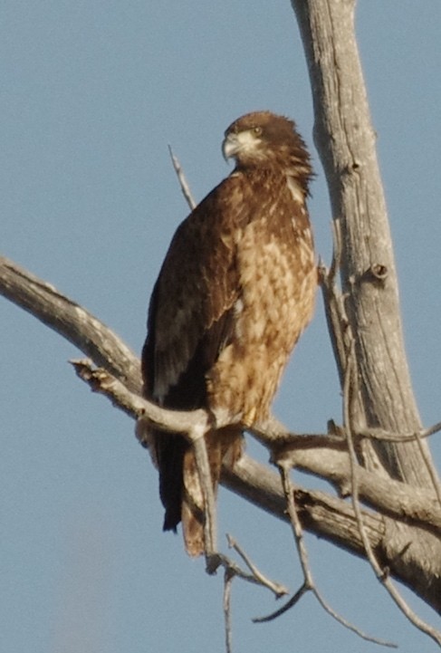 Bald Eagle - ML200254331