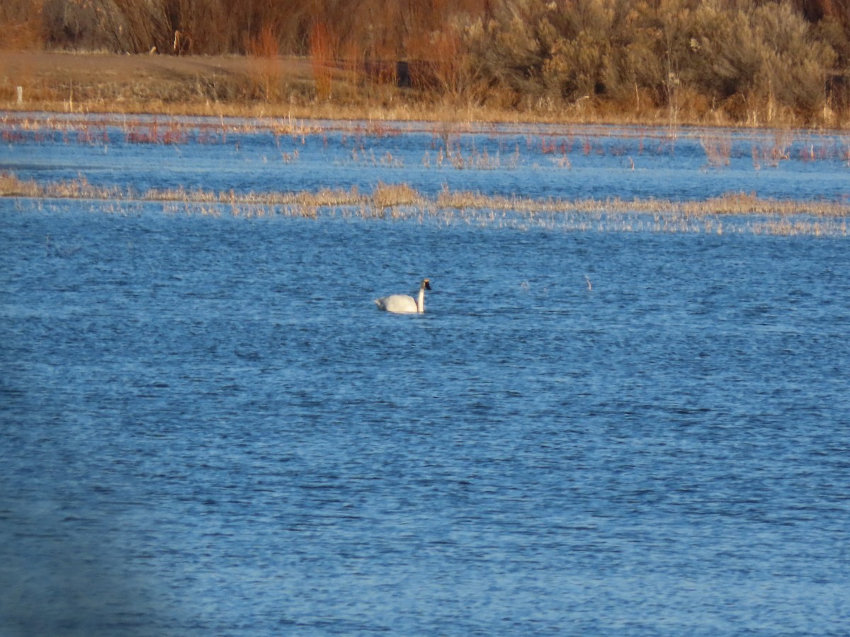 Tundra Swan - ML200255441