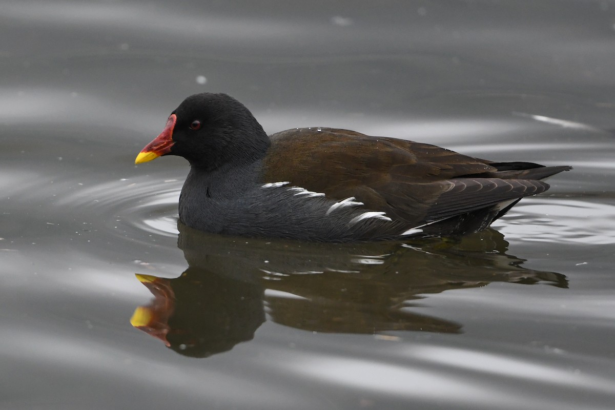 Eurasian Moorhen - Maryse Neukomm