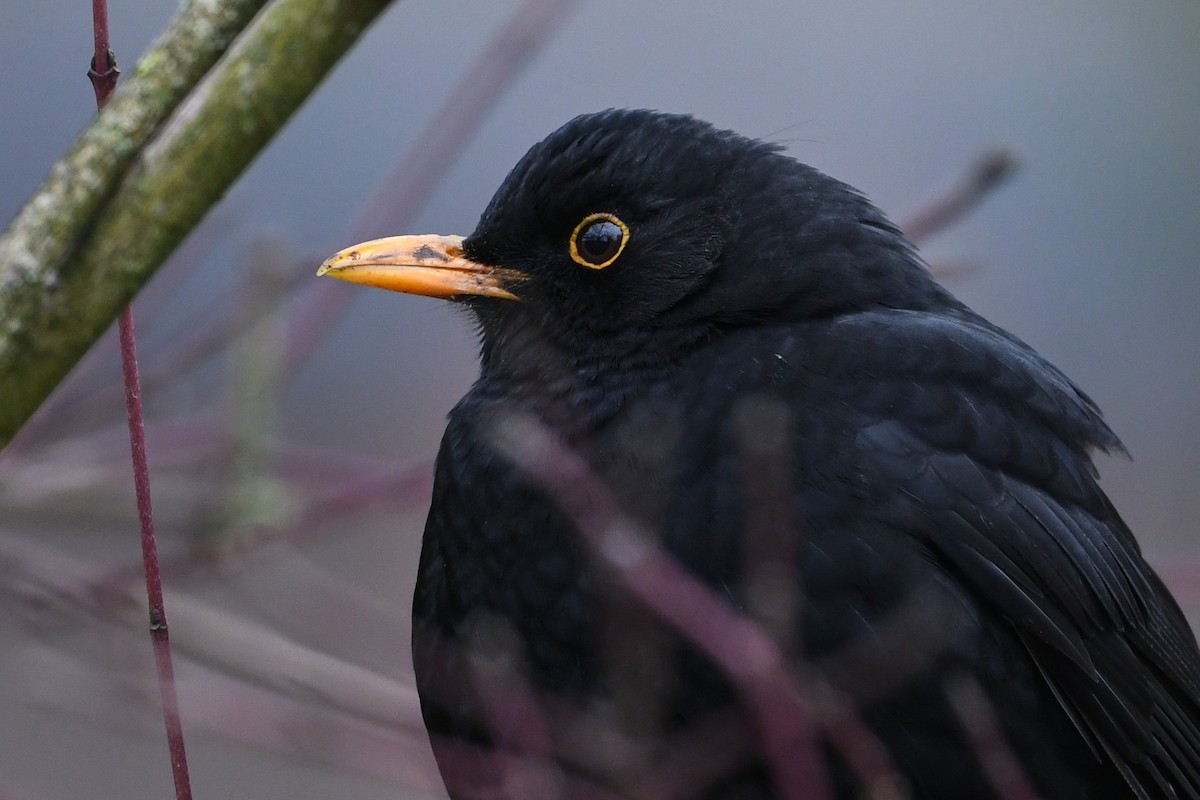 Eurasian Blackbird - ML200256361