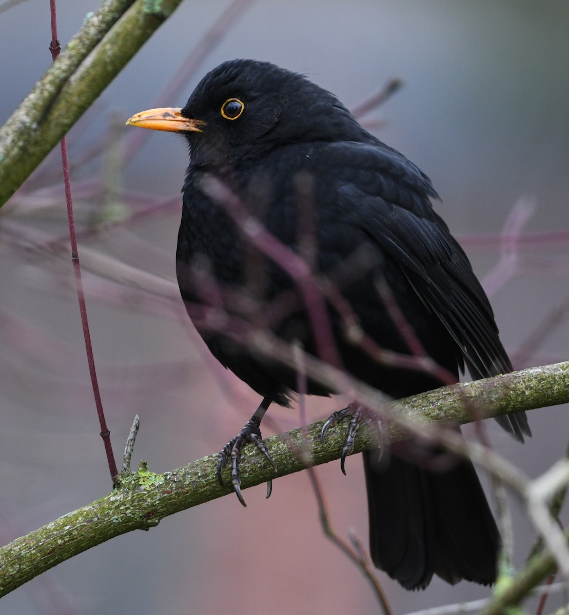 Eurasian Blackbird - ML200256391