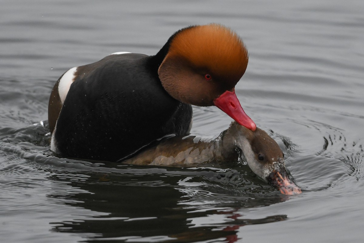 Red-crested Pochard - Maryse Neukomm