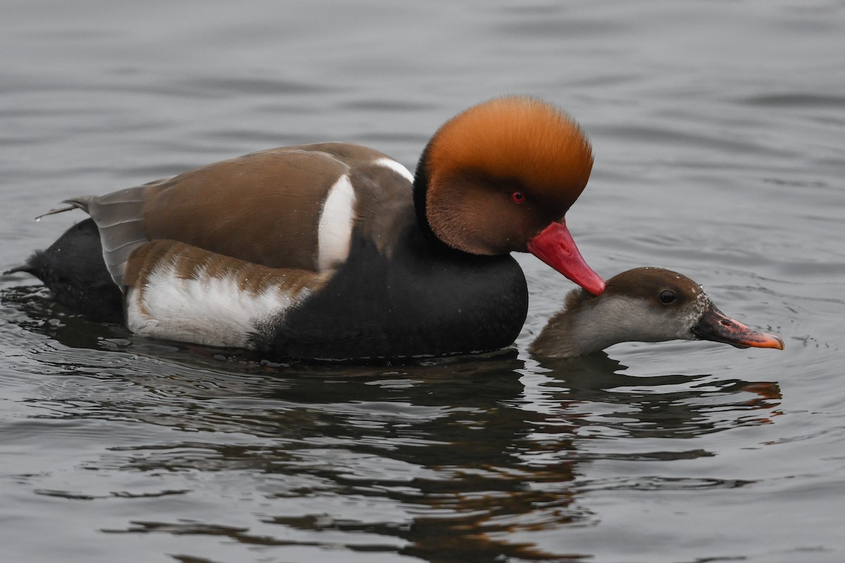 Red-crested Pochard - Maryse Neukomm