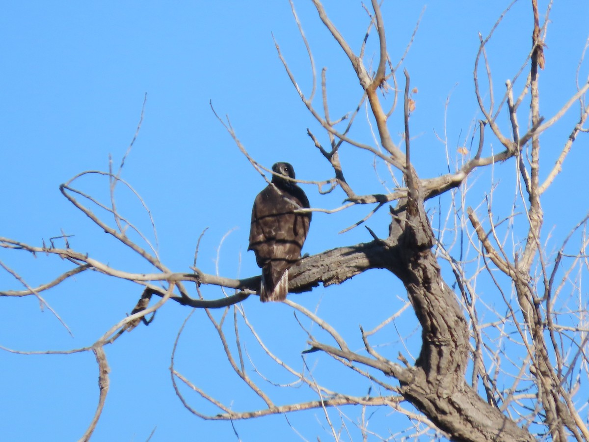 Red-tailed Hawk (Harlan's) - ML200256941