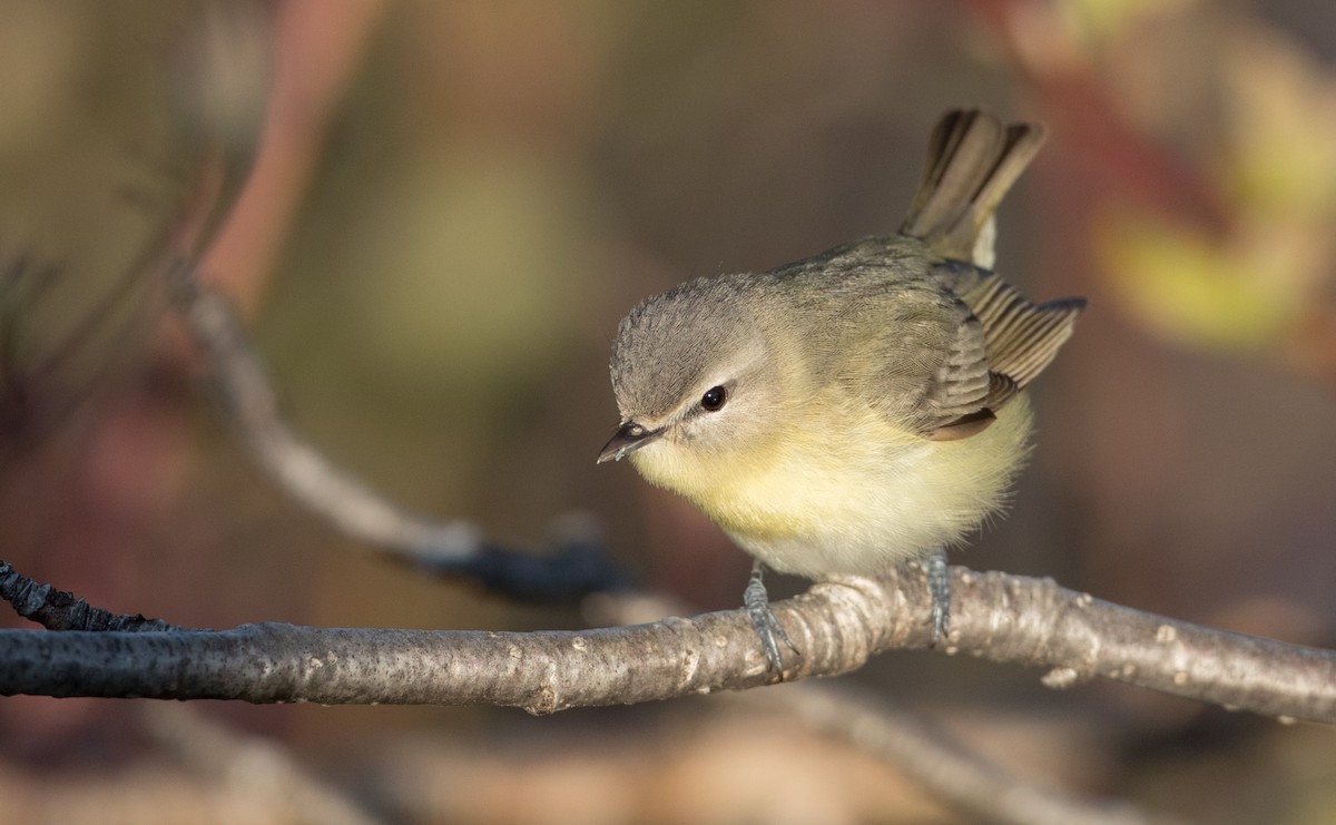 Philadelphia Vireo - Ian Davies