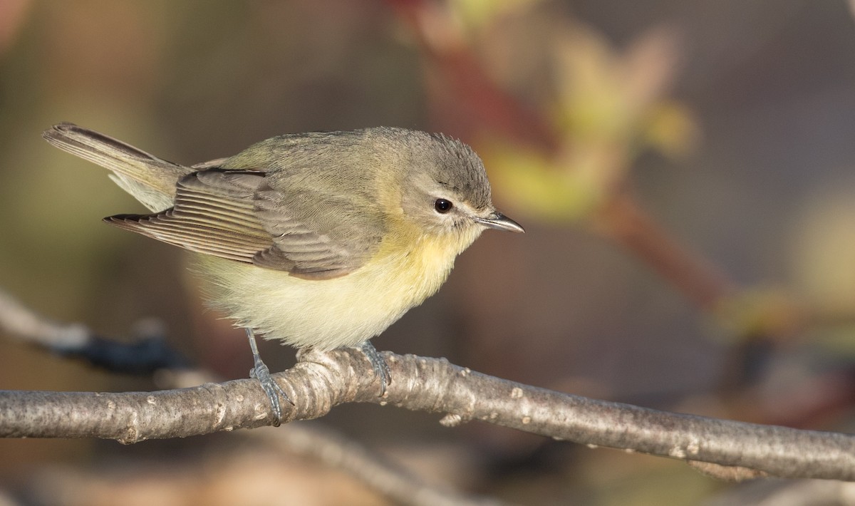 Vireo de Filadelfia - ML200259151