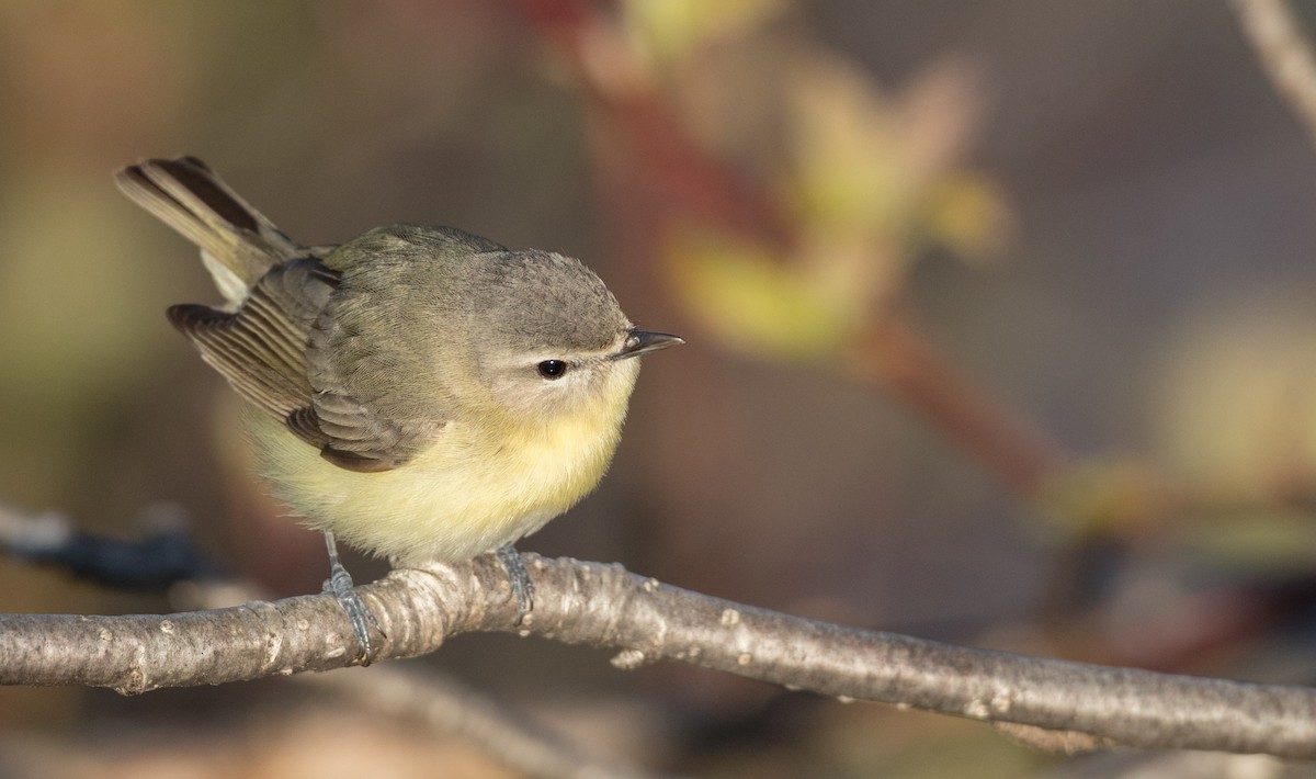 Philadelphia Vireo - Ian Davies