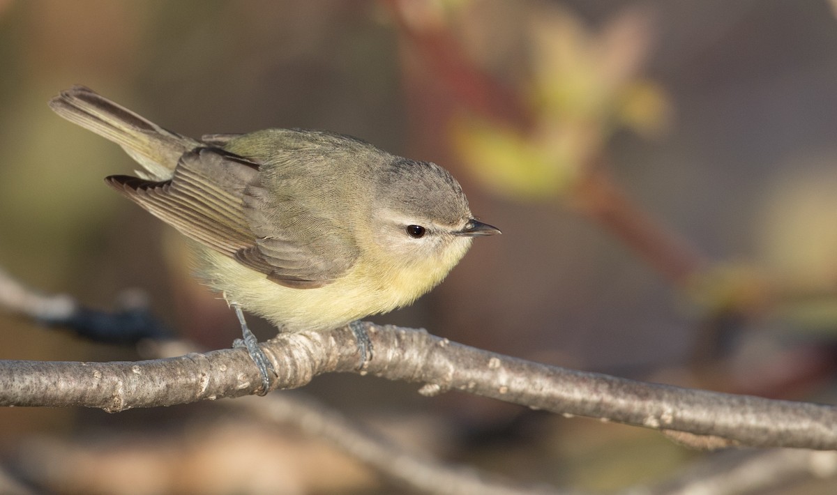 Philadelphia Vireo - Ian Davies