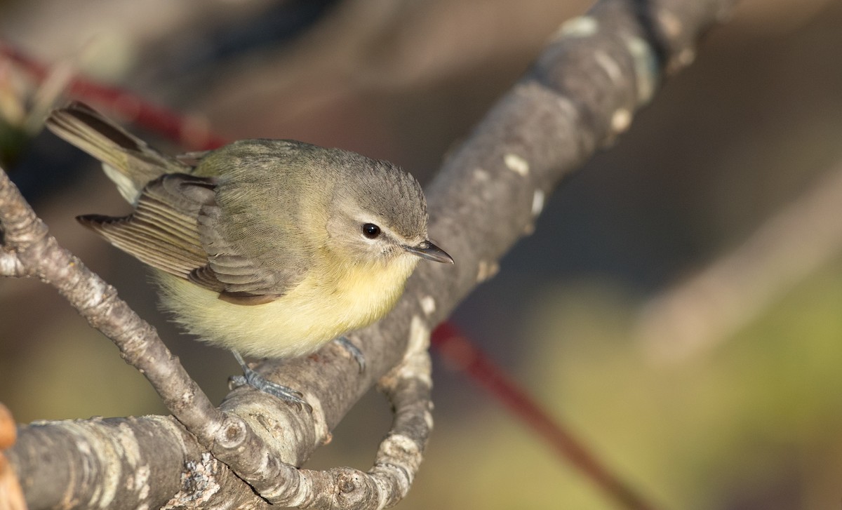 Philadelphia Vireo - Ian Davies