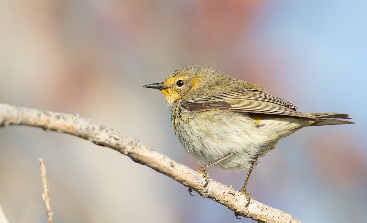 Cape May Warbler - ML200259251
