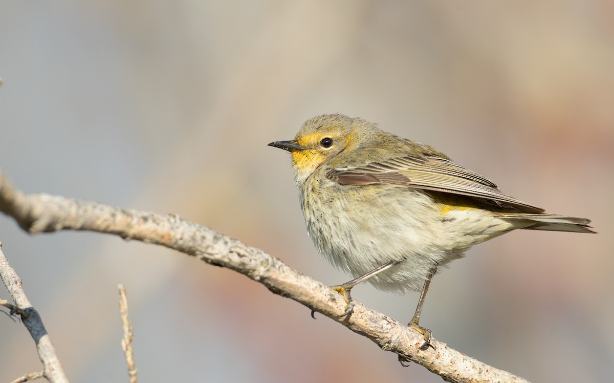 Cape May Warbler - ML200259271