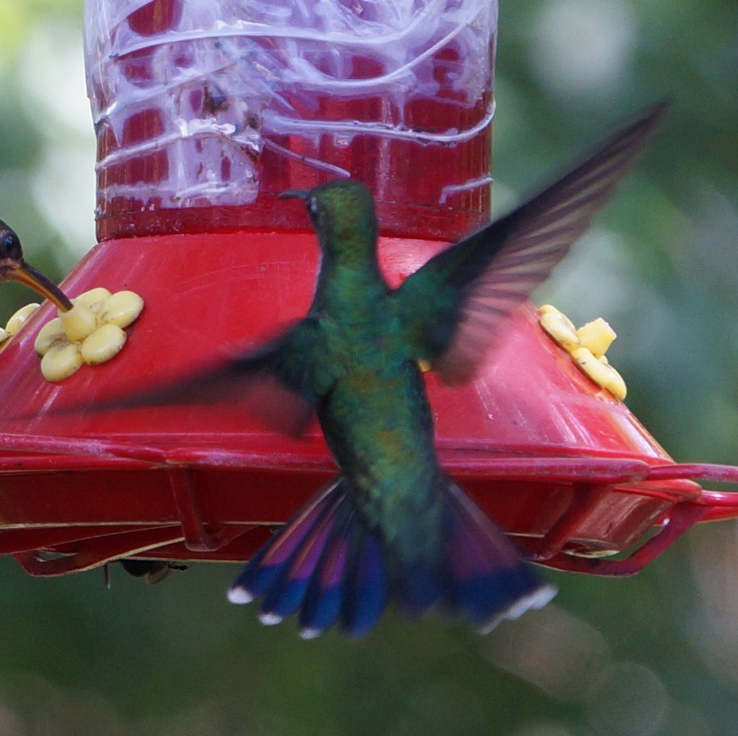 Black-throated Mango - ML200260941