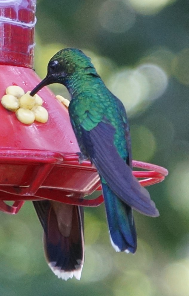 White-tailed Sabrewing - ML200261221