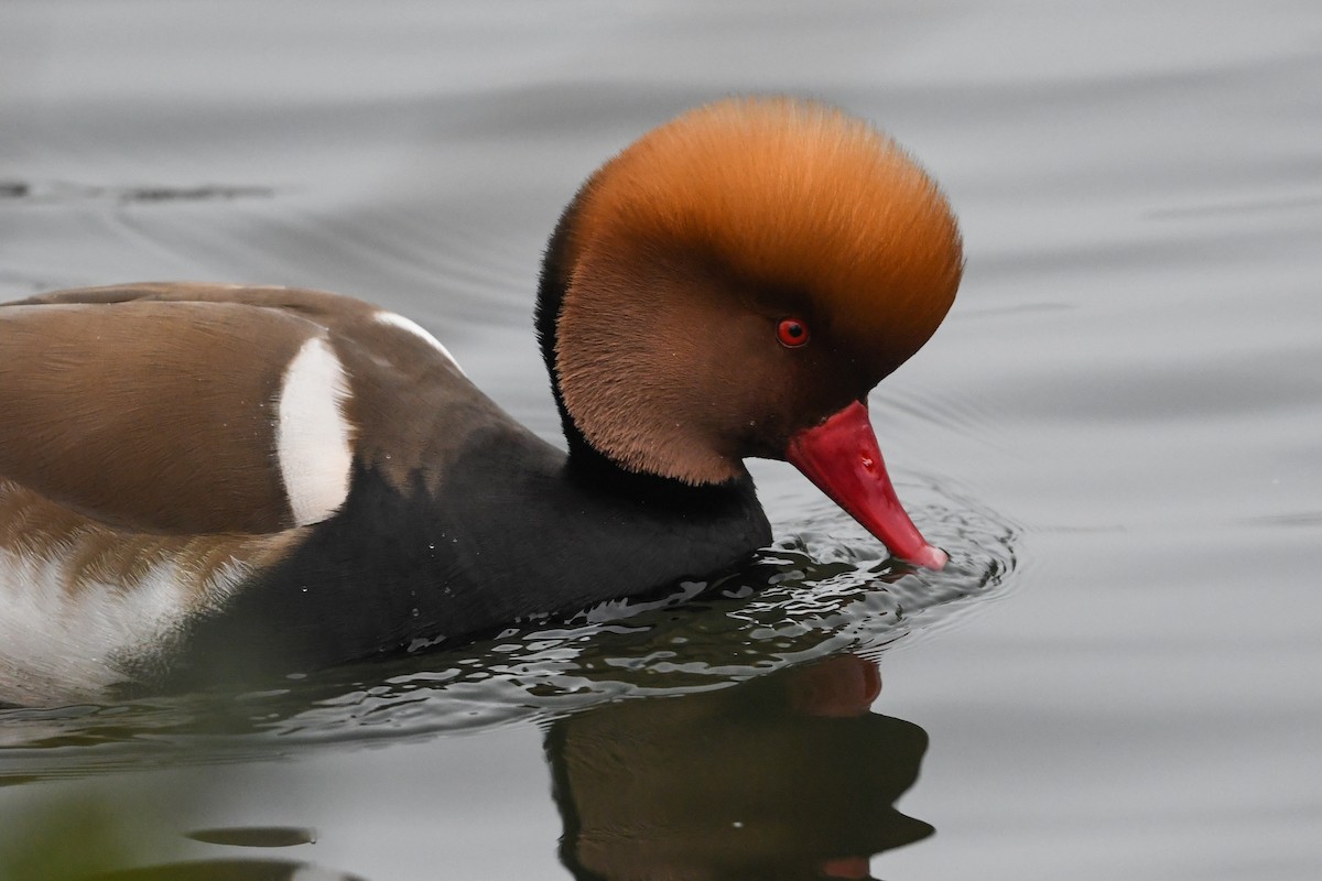 Red-crested Pochard - Maryse Neukomm