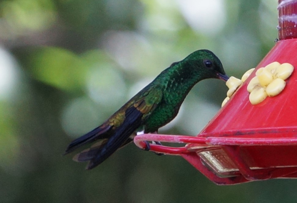 Copper-rumped Hummingbird - ML200261241