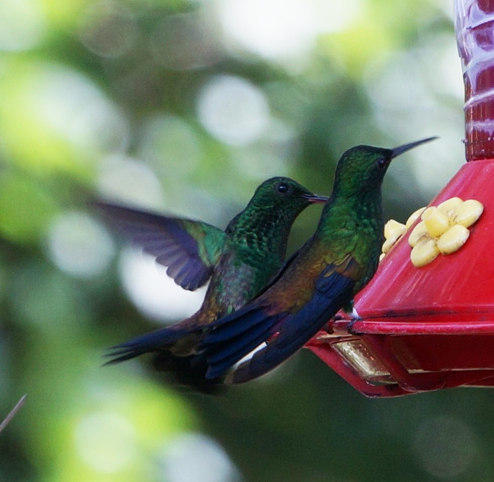 Copper-rumped Hummingbird - ML200261251