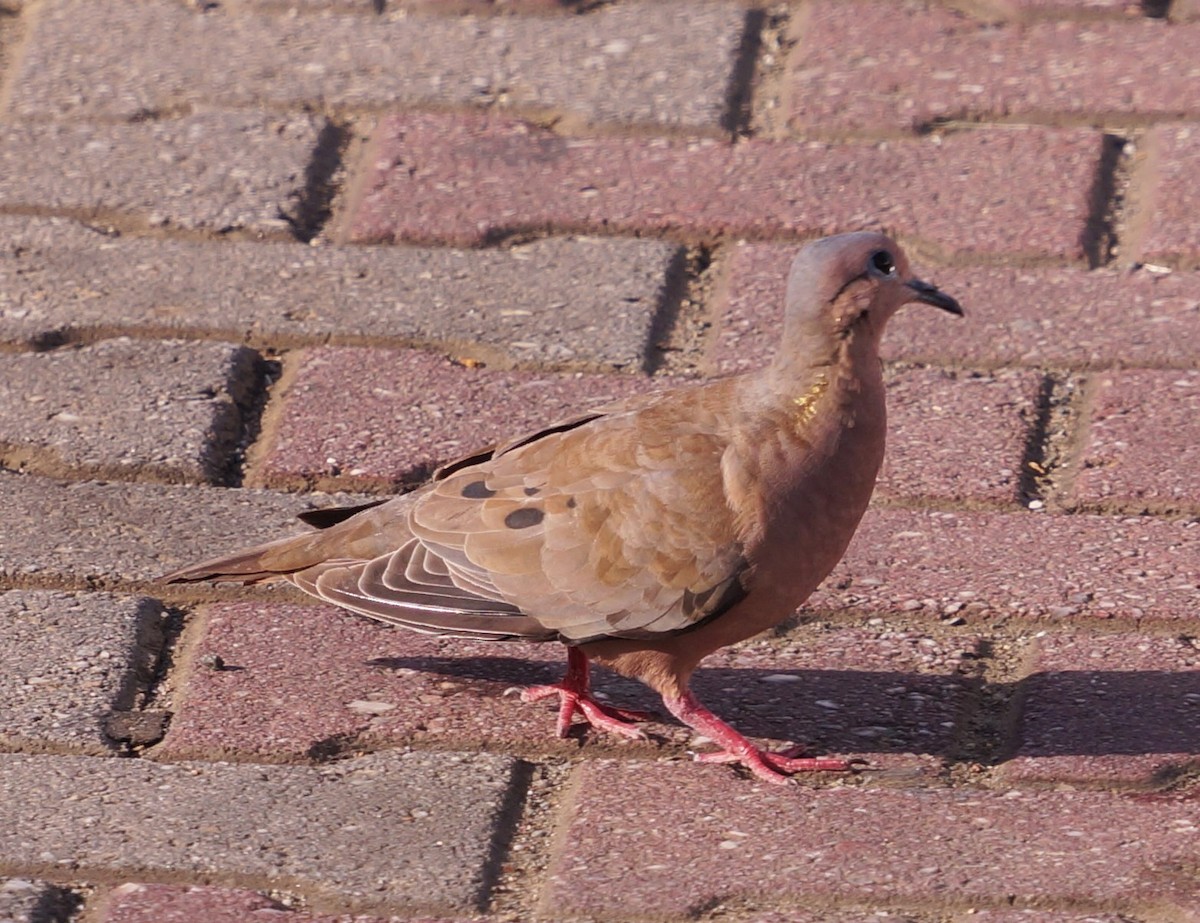 Eared Dove - ML200262341