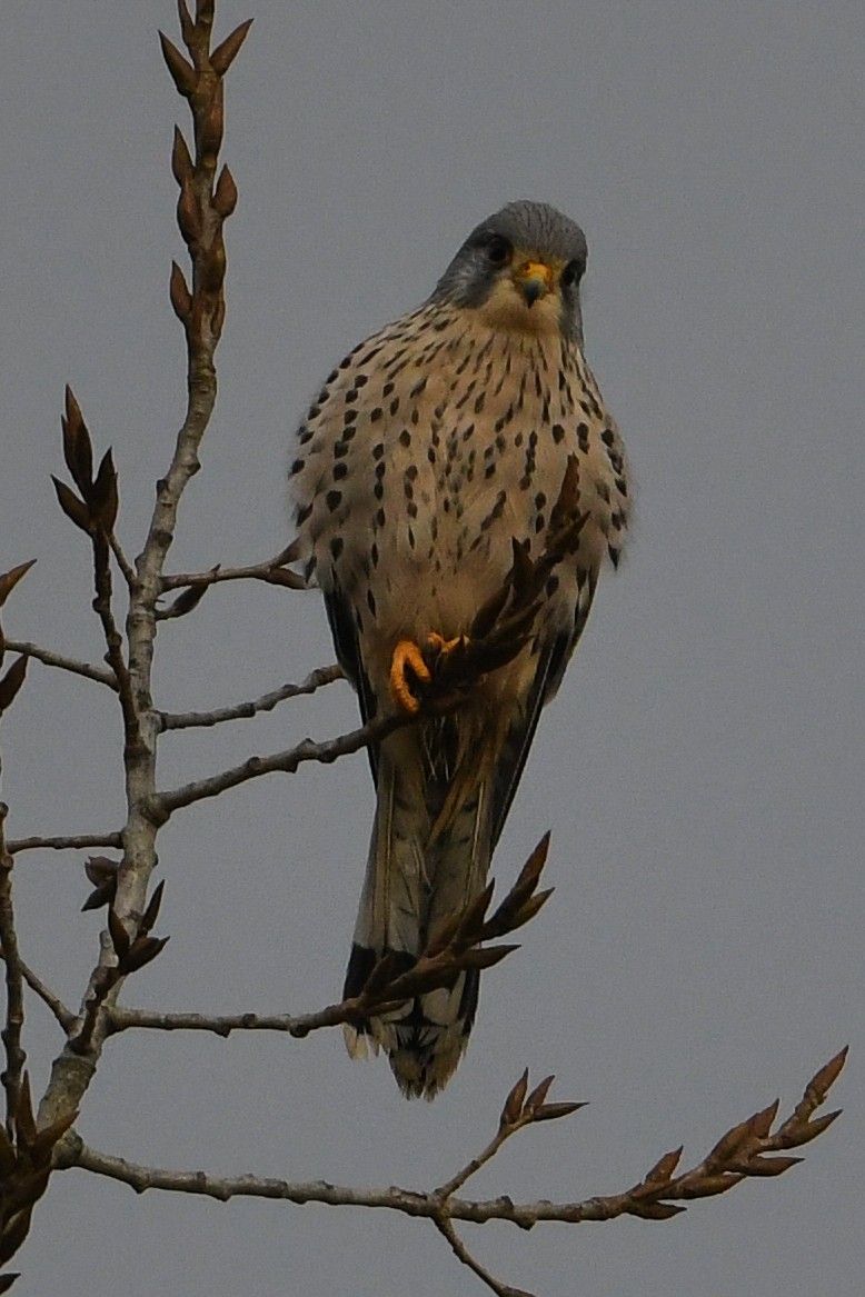 Eurasian Kestrel - Maryse Neukomm