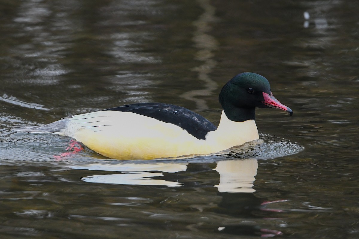 Common Merganser - Maryse Neukomm