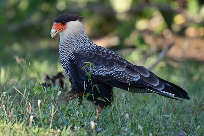 Crested Caracara (Southern) - ML200264481